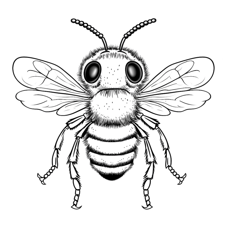 Dibujo para colorear abeja
