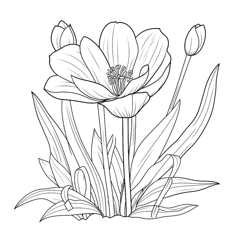 Ausmalbild Krokus