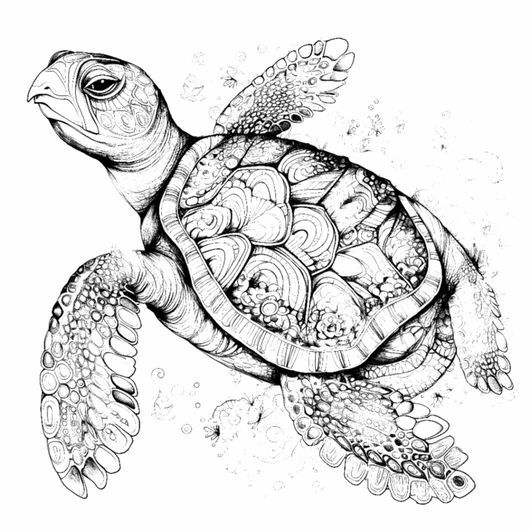Dibujo para colorear tortuga marina