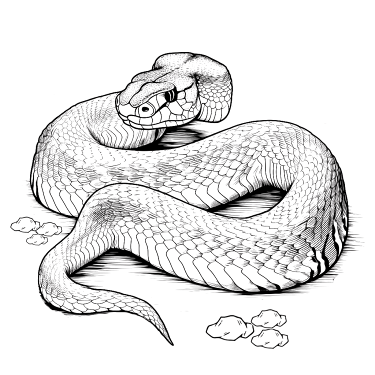 Dibujo para colorear Víbora cornuda europea