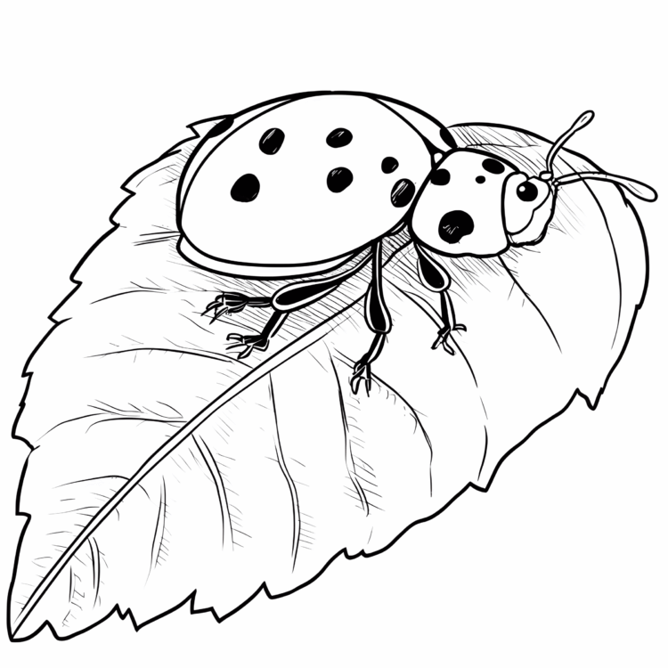 Ausmalbild Marienkäfer auf einem Blatt