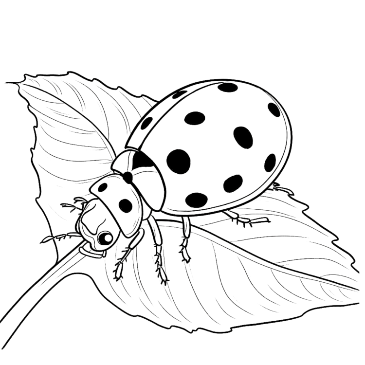 Coloring page middle ladybug on leaf
