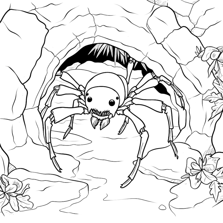 Dibujo para colorear de una araña