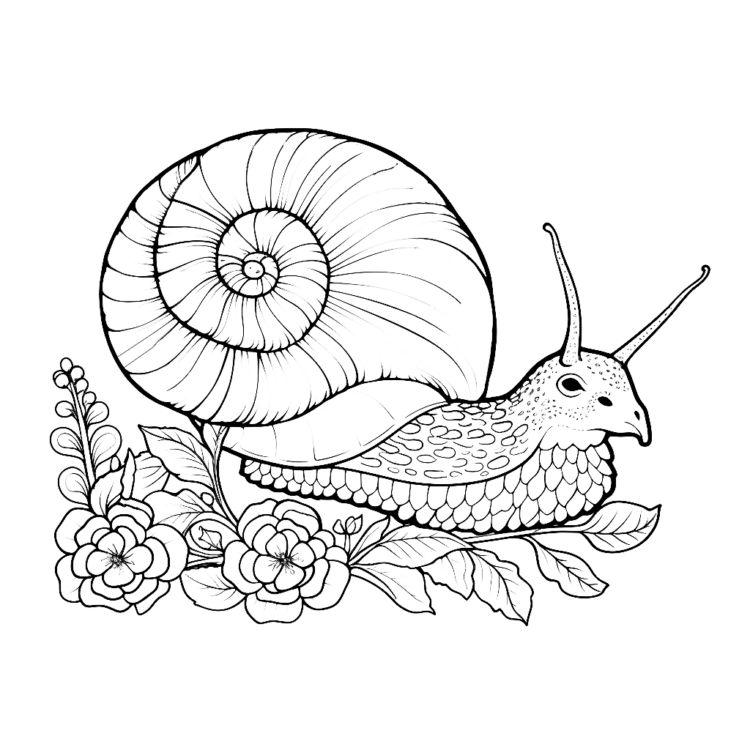 Dibujo para colorear Caracol pacífico