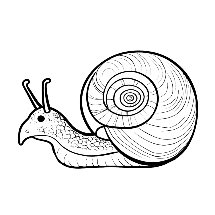 Coloring picture big snail