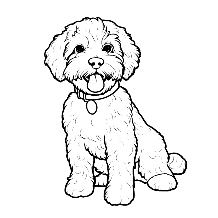 Coloring picture Fluffy Lagotto dog