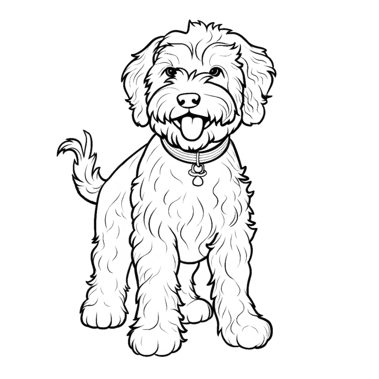 Coloring picture adorable Lagotto