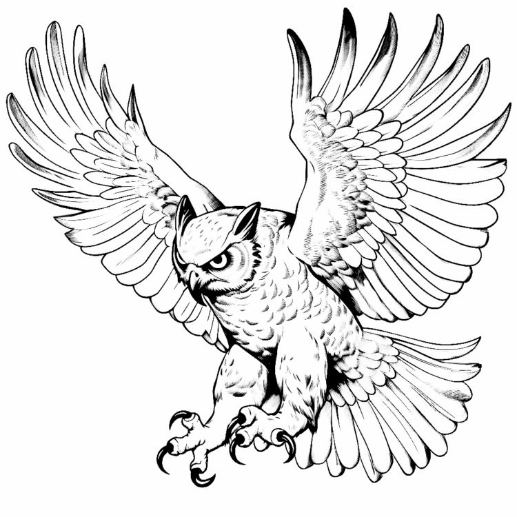 Coloring picture hovering eagle owl