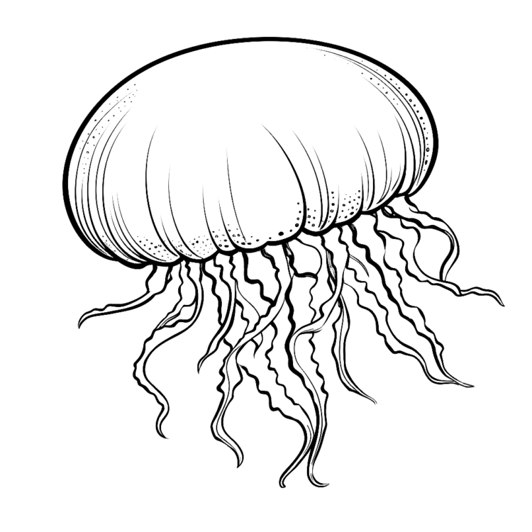 Dibujo para colorear medusa nadando