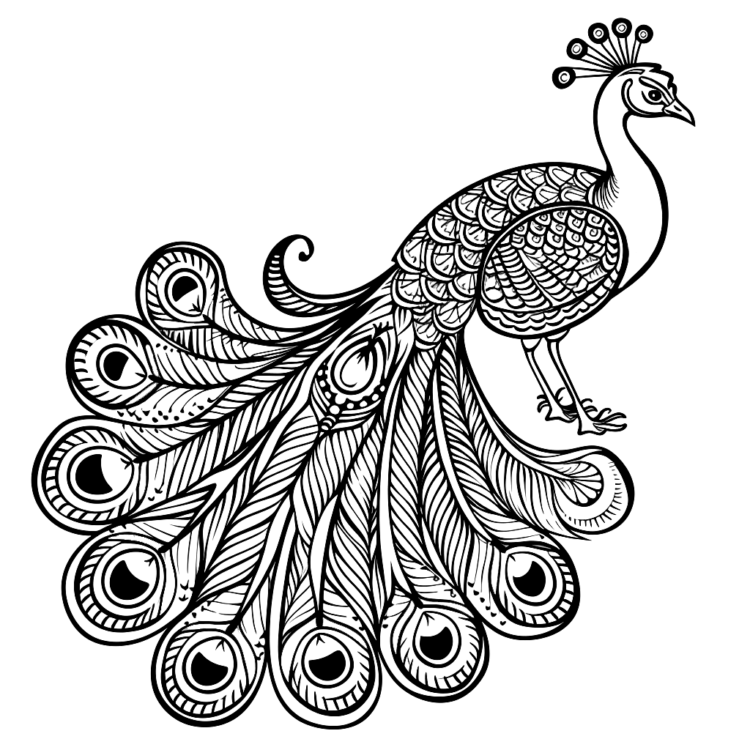 Página para colorear de Pavo real