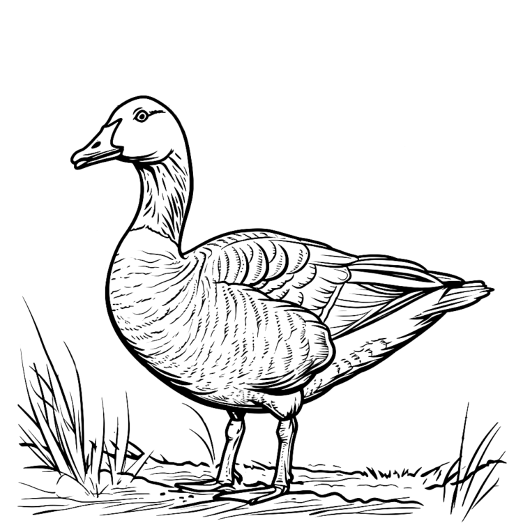 Coloring picture goose simple