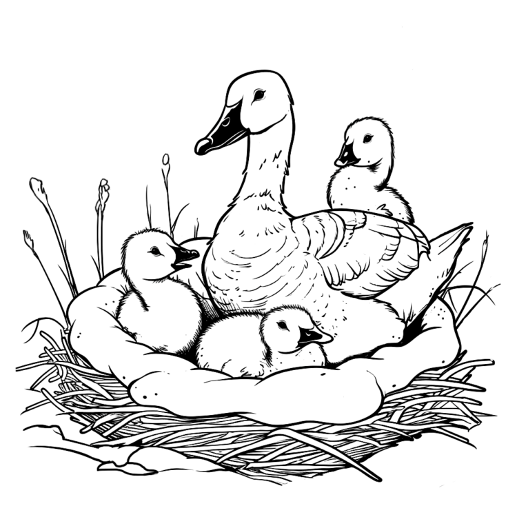 Coloring picture goose and gosling