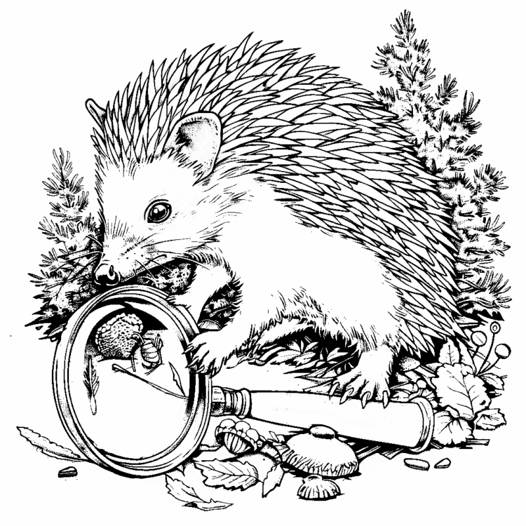 Ausmalbild Fleißiger Igel