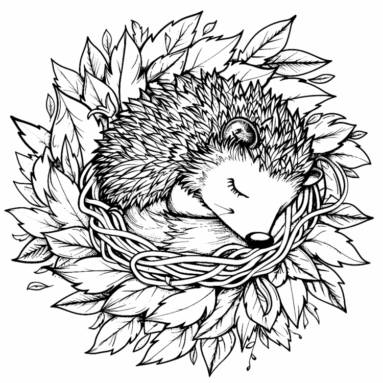 Dibujo para colorear espinas de erizo