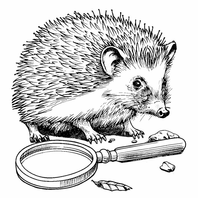 Coloring picture furry hedgehog