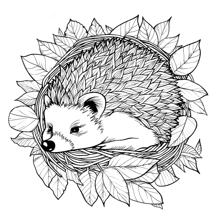 Sleeping hedgehog coloring page
