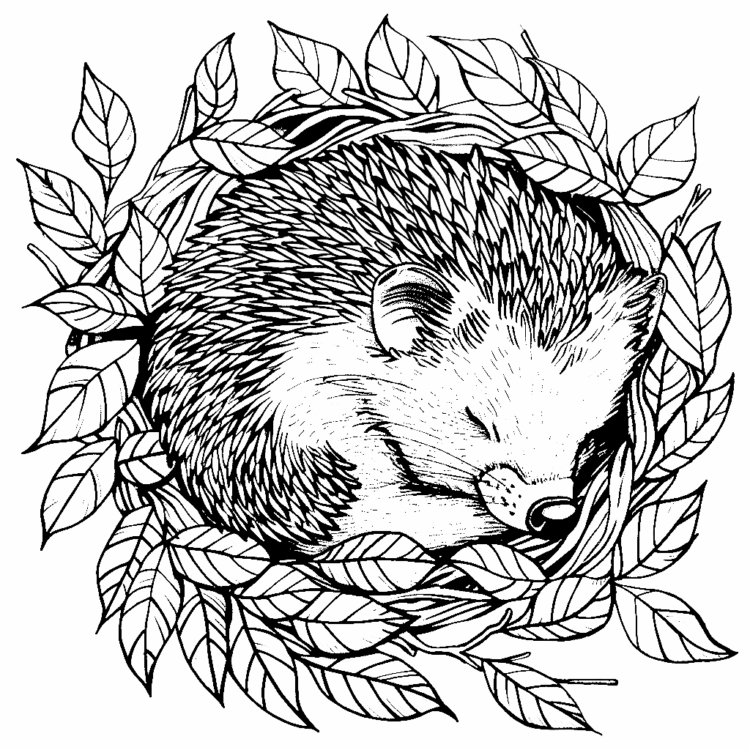 Hedgehog coloring pages