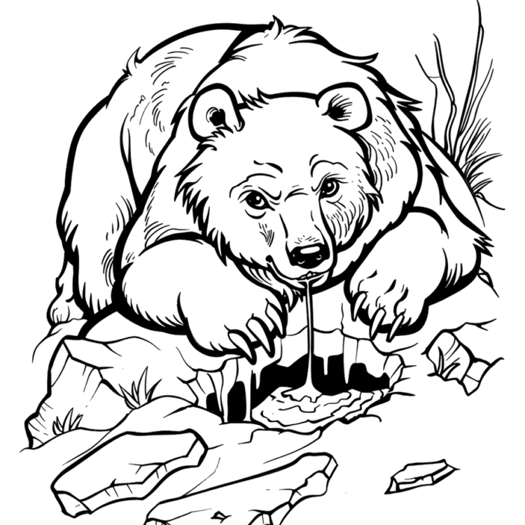 Ausmalbild Polar-Eisbär