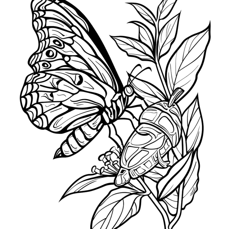 Dibujo para colorear bonito insecto