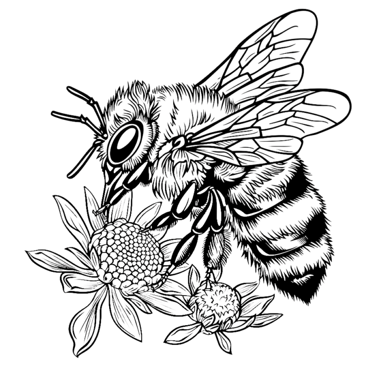 Dibujo para colorear insecto curioso