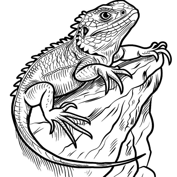 Página para colorear de lagarto