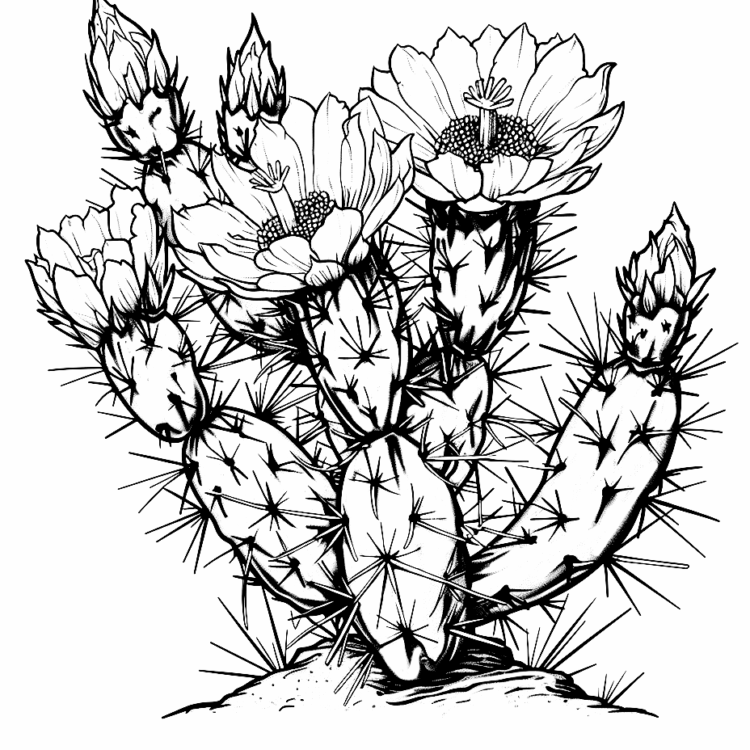 Coloring picture Blooming cactus